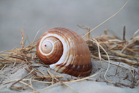 brown snail on gray sand