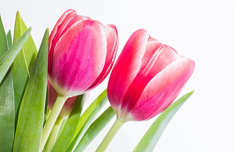selective focus photography of pink tulip flowers