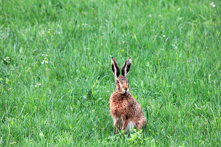 rabbit on the green field