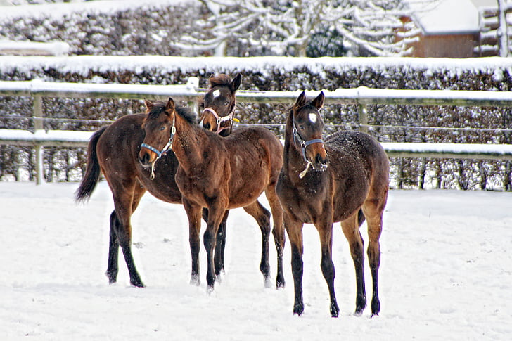 three brown horses on snowfield during daytime