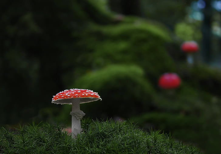 shallow focus photography of red and white mushroom