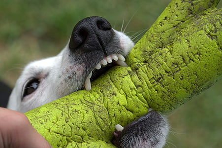 short-coated white dog biting green dog bite toy