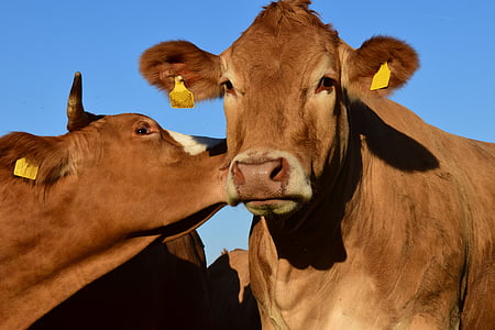 two brown cows