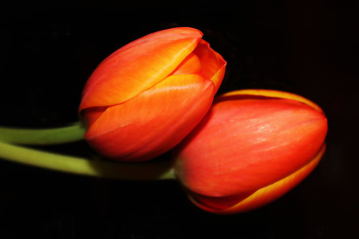 focus photo of two red flowers with black background