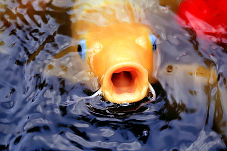 yellow fish underwater
