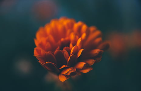 closeup photography of orange calendula flower