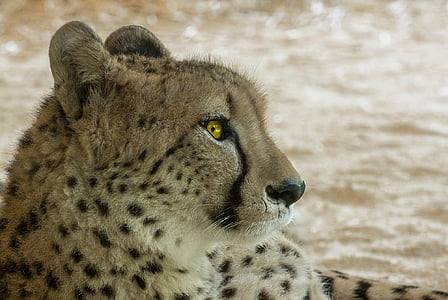 black and brown cheetah photography