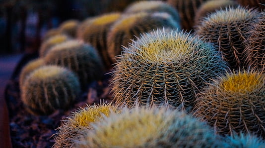close-up photography of cactus plants