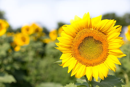 yellow sunflower field in shallow focus photography