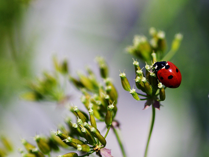 selective focus photography of 7-spotted lady bird perched on white petaled flower