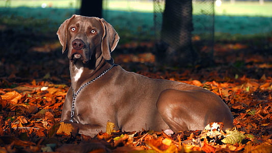 adult blue Weimaraner lying on ground with leaves at daytime