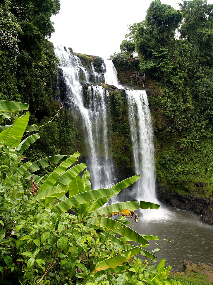 green banana trees near waterfalls at daytime