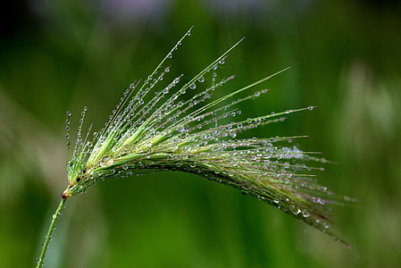 close-up photography of green plant with water dew