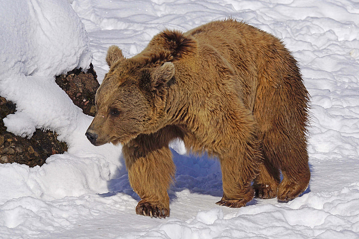 brown bear on snow