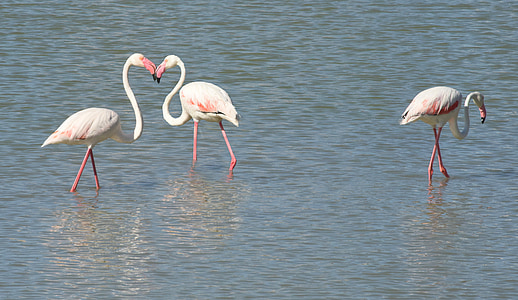 three pink flamingos on body of water