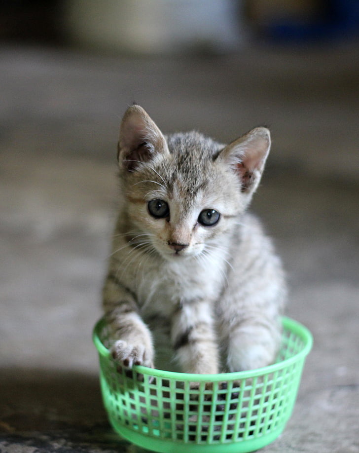 kitten in green bowl
