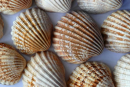 clam shells on blue surface