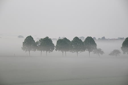 green leafed trees during fog