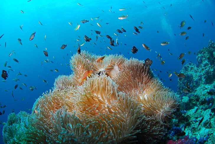 photo of coral reefs underwater