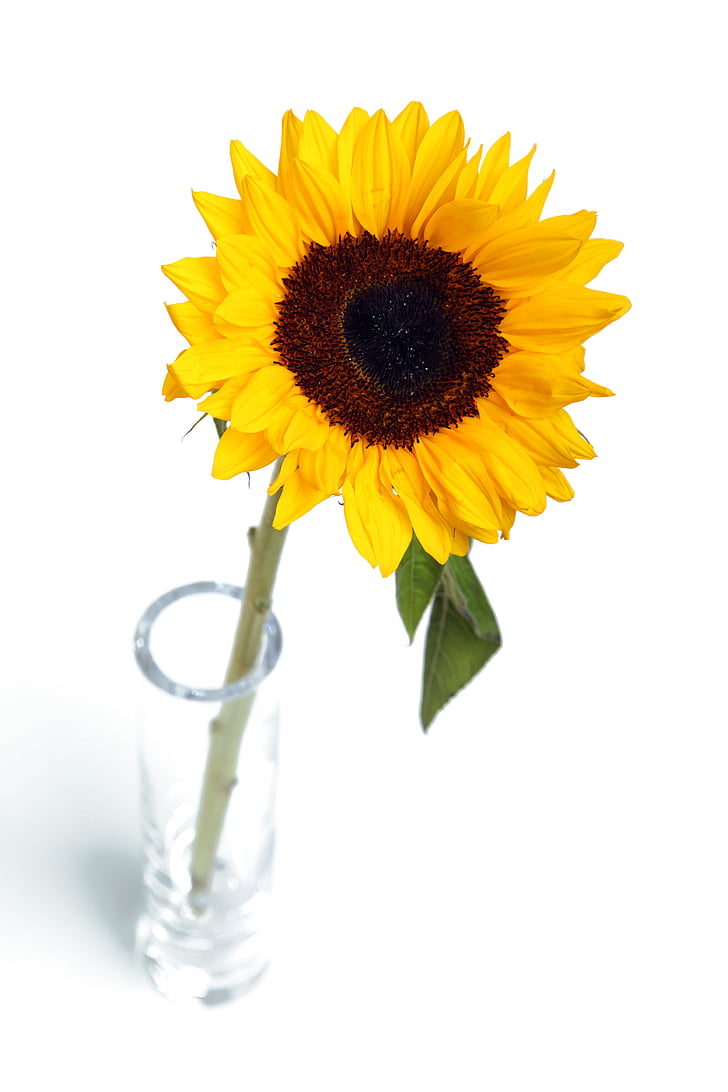 sunflower with clear glass vase