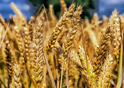 wheat plants selective focus photo
