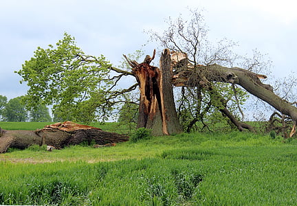 crushed tree