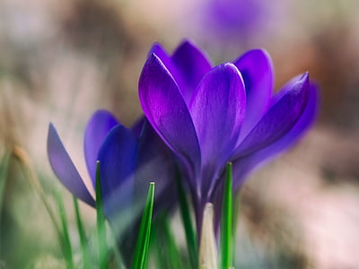 close-up photo of purple petaled flowers