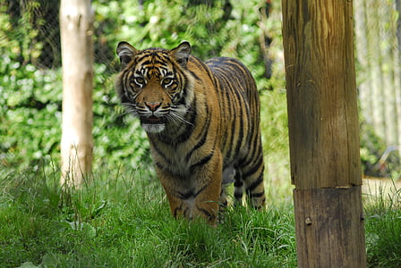 tiger standing on green grass during daytime
