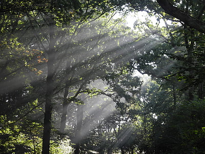 green leaf trees with sun rays at daytime