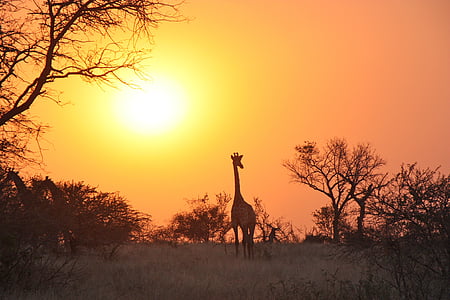 silhouette of giraffe during sunset