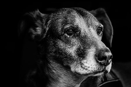 greyscale photo of short-coated puppy close-up photo