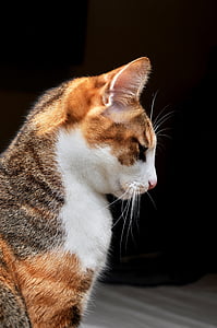 close-up photo of brown and white cat