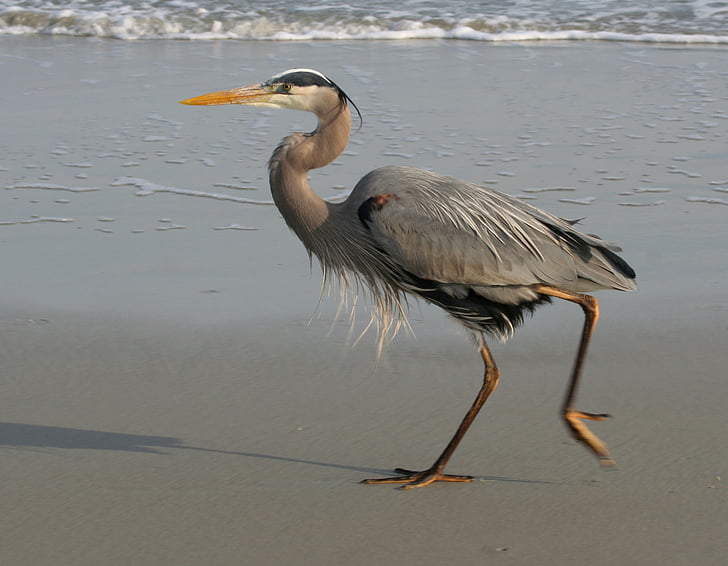 gray heron on shore during daytime
