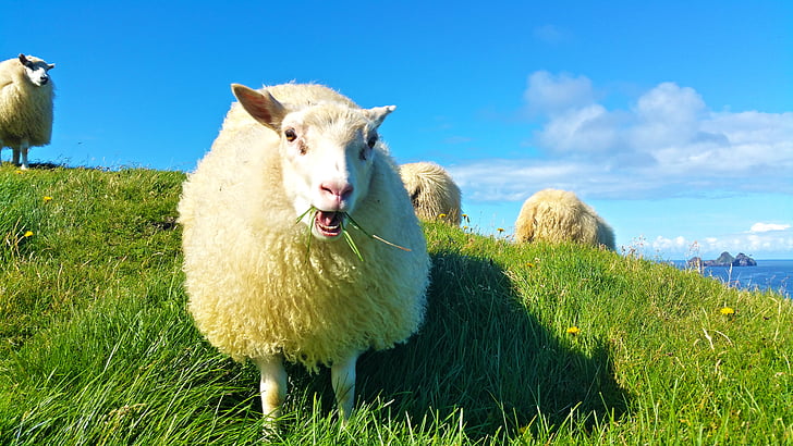 wildlife photography of white sheep on green grass