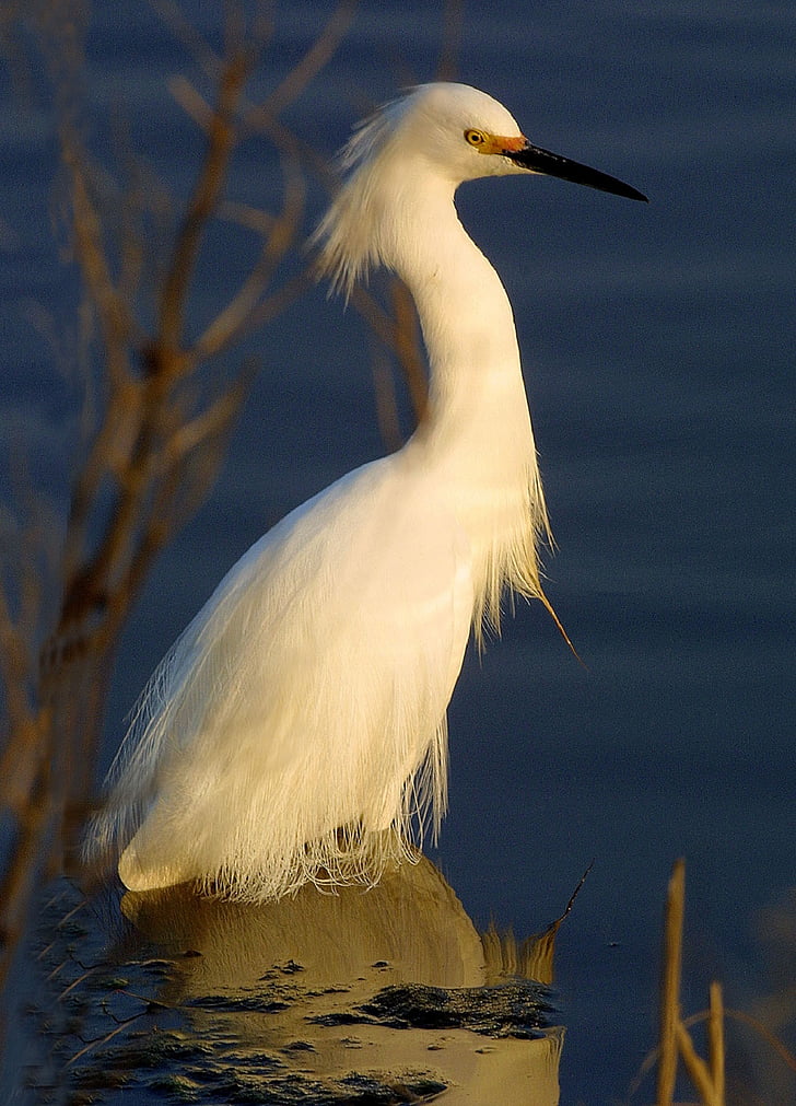 white Egret bird on body on water