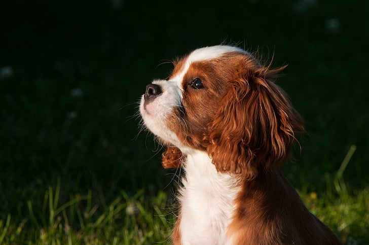 tan and white Cavalier King Charles spaniel puppy