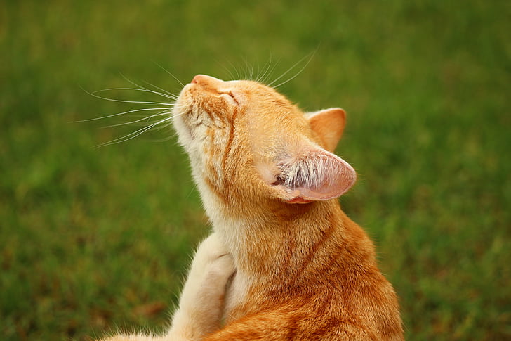orange tabby cat on green grass