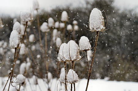 selective focus photography of white petaled flower covered on snow
