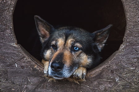 medium short-coated black and tan dog on focus photo