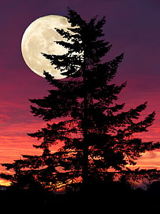 silhouette photo of black high tree during full moon