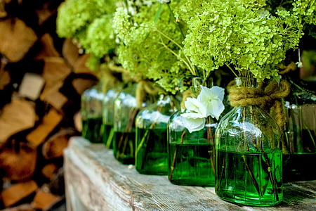 green plants on clear glass bottles