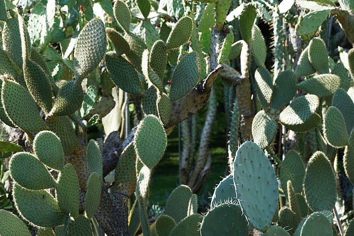 photo of green cacti