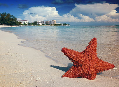brown starfish on seashore under cloudy sky