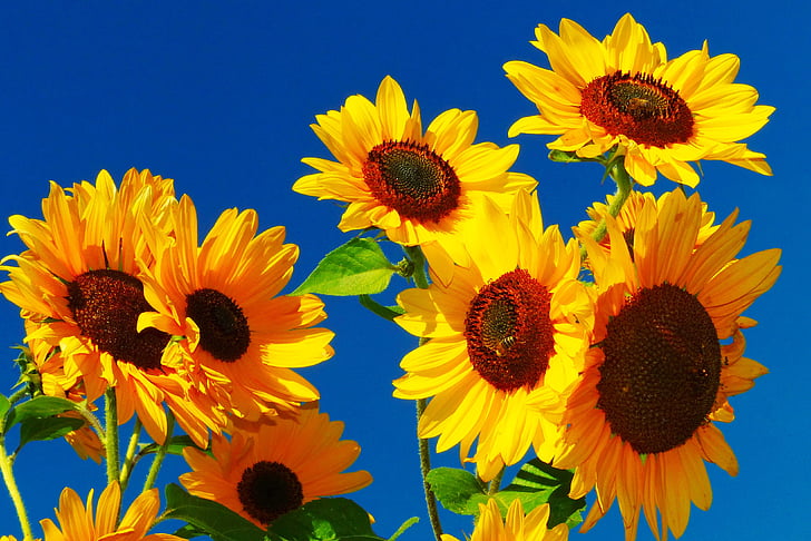photo of yellow sunflowers under clear blue sky