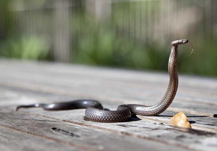 selective focus photo of brown snake