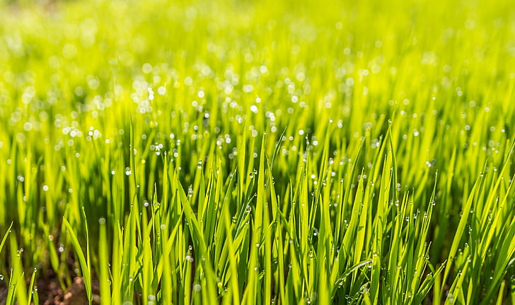 close up photography of grass with dew