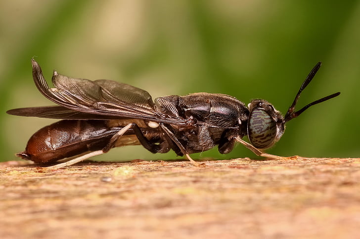 selective focus photography of soldier fly perched on brown tree bark