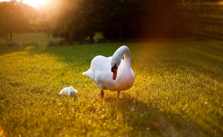 goose on green grass field