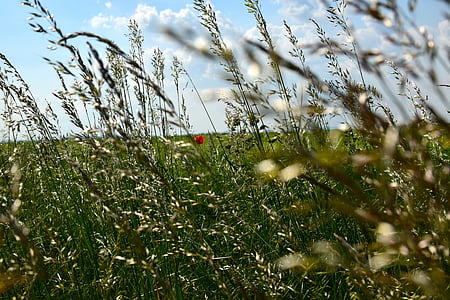 green grain field during daytime