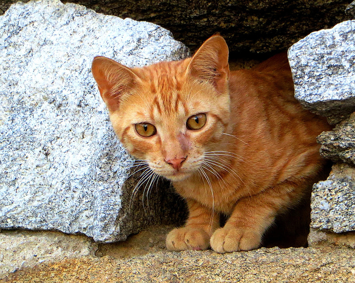 orange tabby cat between rocks